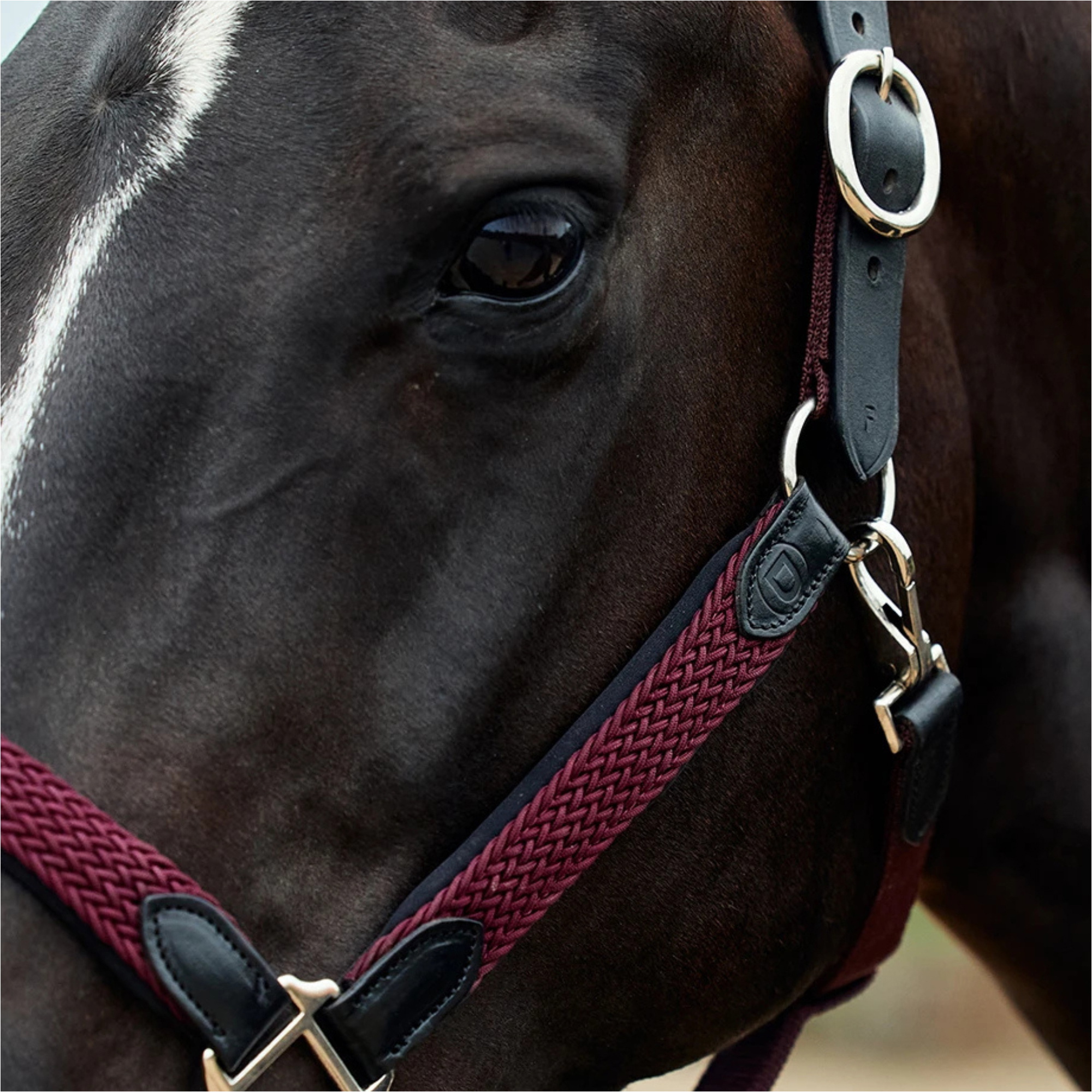 2026 Dublin Braided Leather Headcollar 1031532 - Burgundy